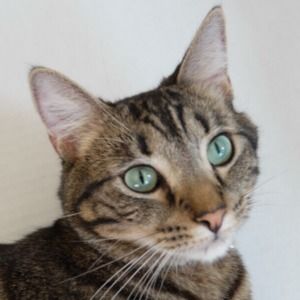 Meet your Posher, Joy